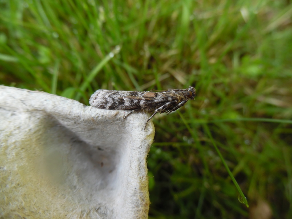 [Polia nebulosa, Ceramica pisi, Dioryctria sylvestrella & Chrysocrambus linetella] Soirée du 19 juin à Camors; 1_dior10