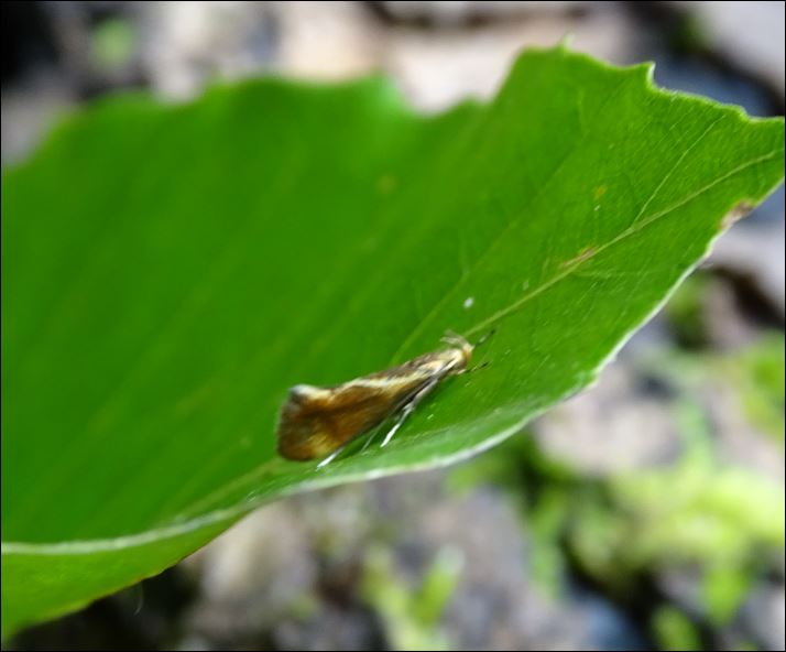 Micro diurne du 1er juillet, 1_meta11