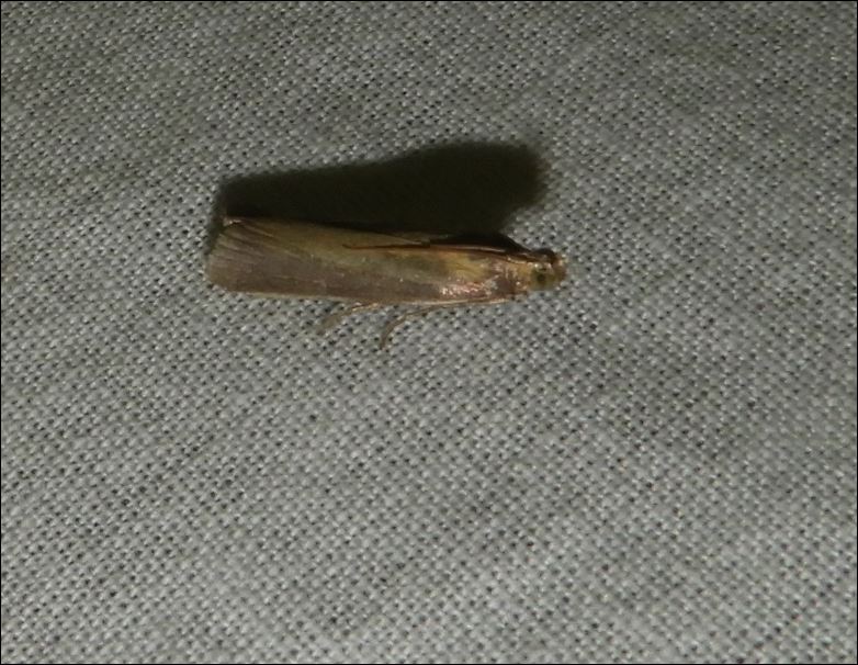 [Lyoneta clerkella, Oncocera semirubella & Nepticulidae (Ectoedemia decentella??)] 3 micros du 23 août 2017 1_micr15