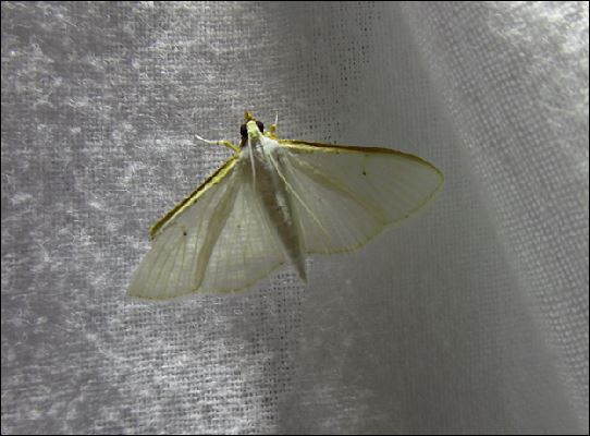 Lorient le 13 oct 2018 : Palpita vitrealis, Nycterosea obstipata, Aporophyla australis 1_palp10