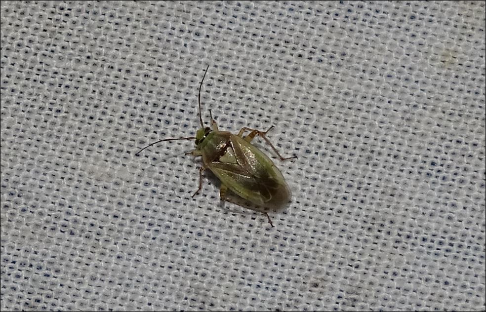 [Miridae sp. Lygus sp] Punaise Sarthois (Bousse) 1_puna19
