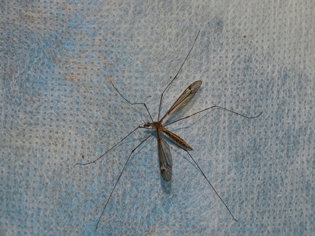 Tipula lateralis.. 1_tipu12