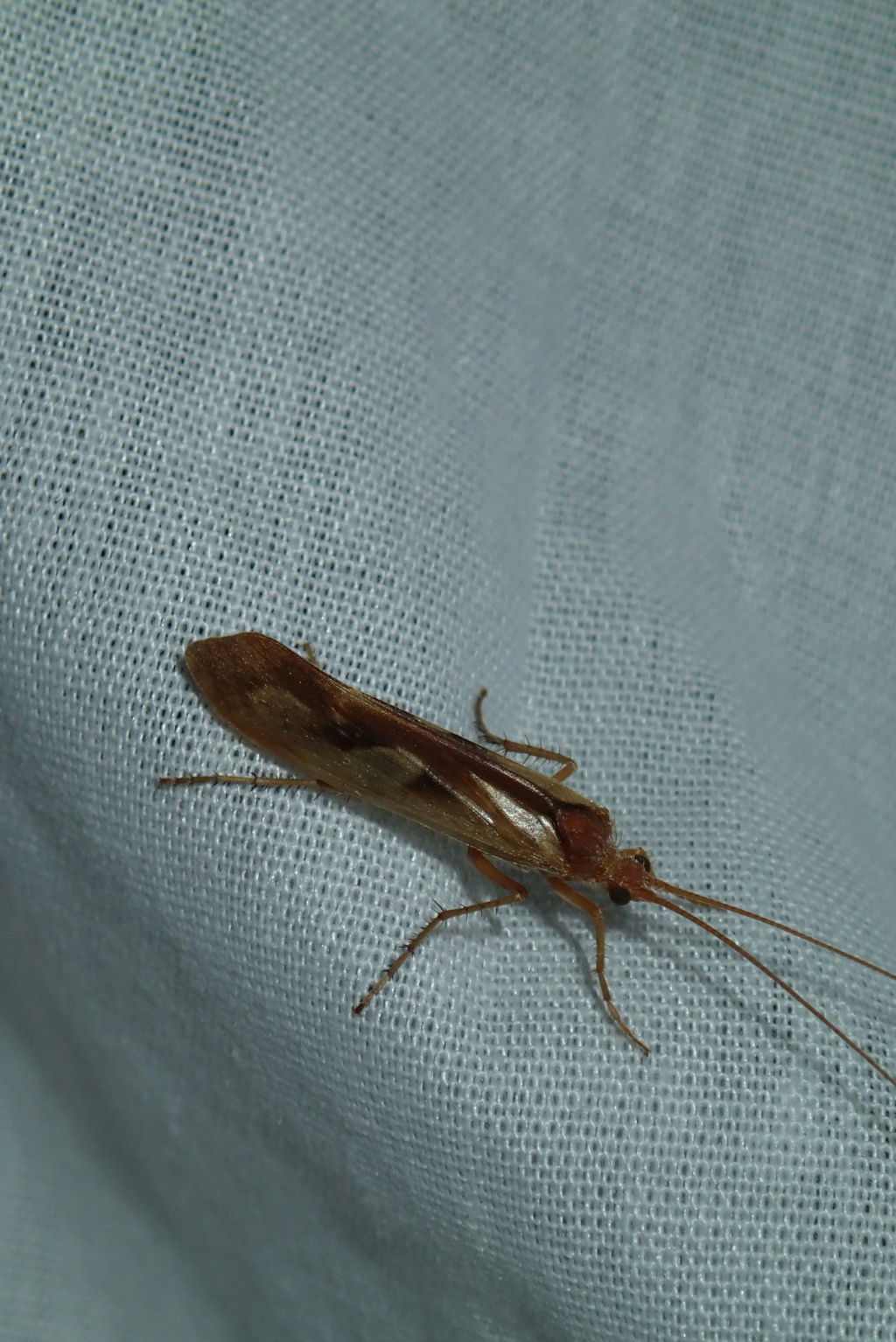 [Limnephilus rhombicus (probable)] Trichoptera sarthois... 1_tric11