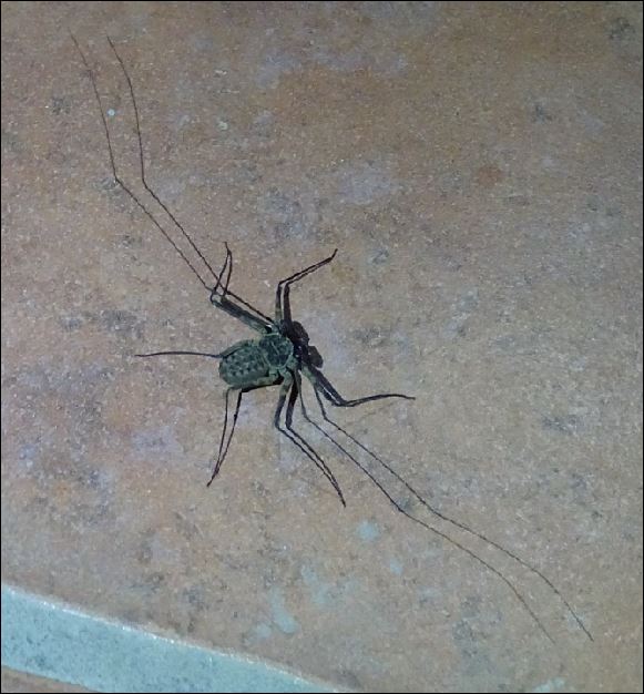 Arachnidée du Costa Rica  2_ambl10