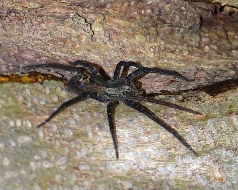 Araignée du Costa Rica 2_arai10