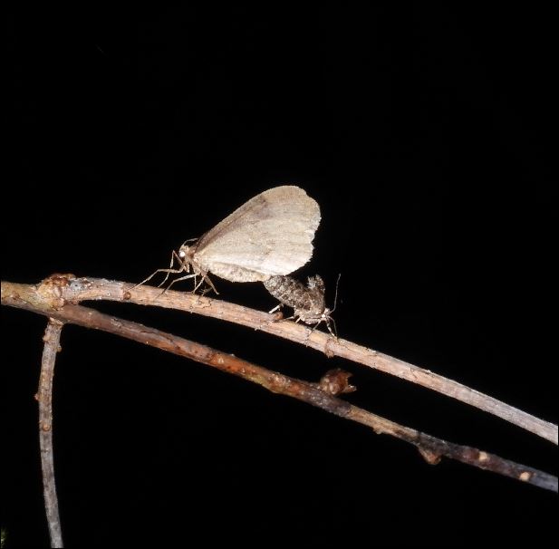 Accouplement Operophtera brumata, 3_coup10