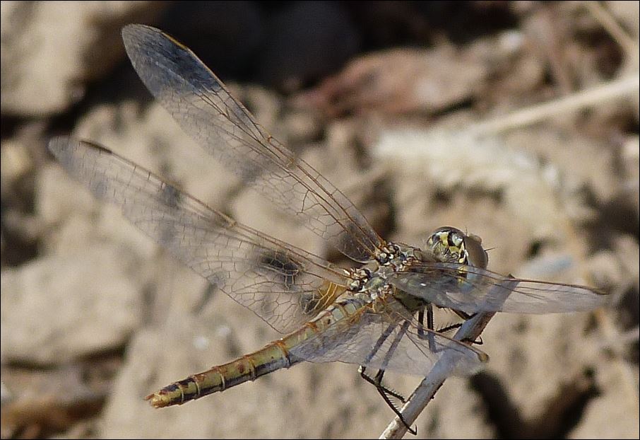 [Sympetrum fonscolombii] Sympetrum fonscolombii ou Trythemis annulata femelle.... 4_feme10