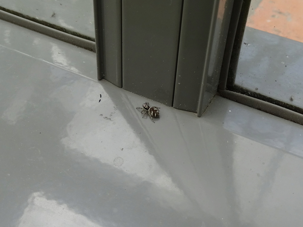 [Salticus scenicus] Petite araignée??? Araign13