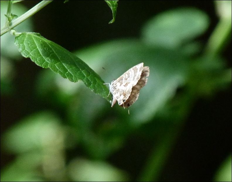 Rhopalocères de la Réunion (2013) Cacyru10