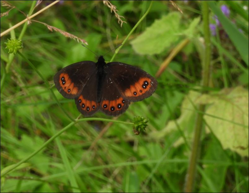 [Brintesia circe, Hipparchia sp, Coenonympha arcania, Erebia meolans et Erebia oeme?????, Minois dryas]Rhopalo d'Ariège, Erebia13