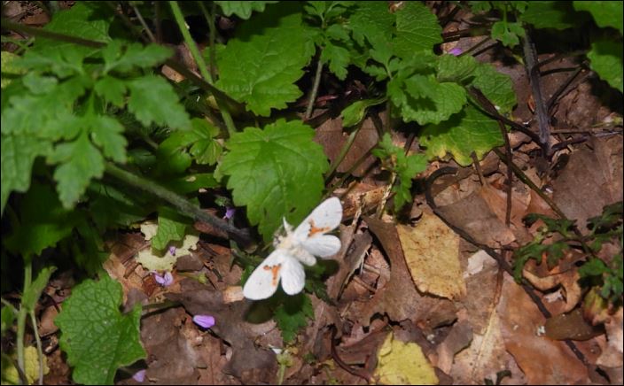 [Spilosoma lutea, Leucodonta bicoloria] soirée du 22 & 23 avril 2020 Leucod11