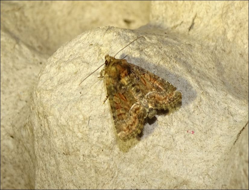 Hétérocères sarthois.. Noctue10