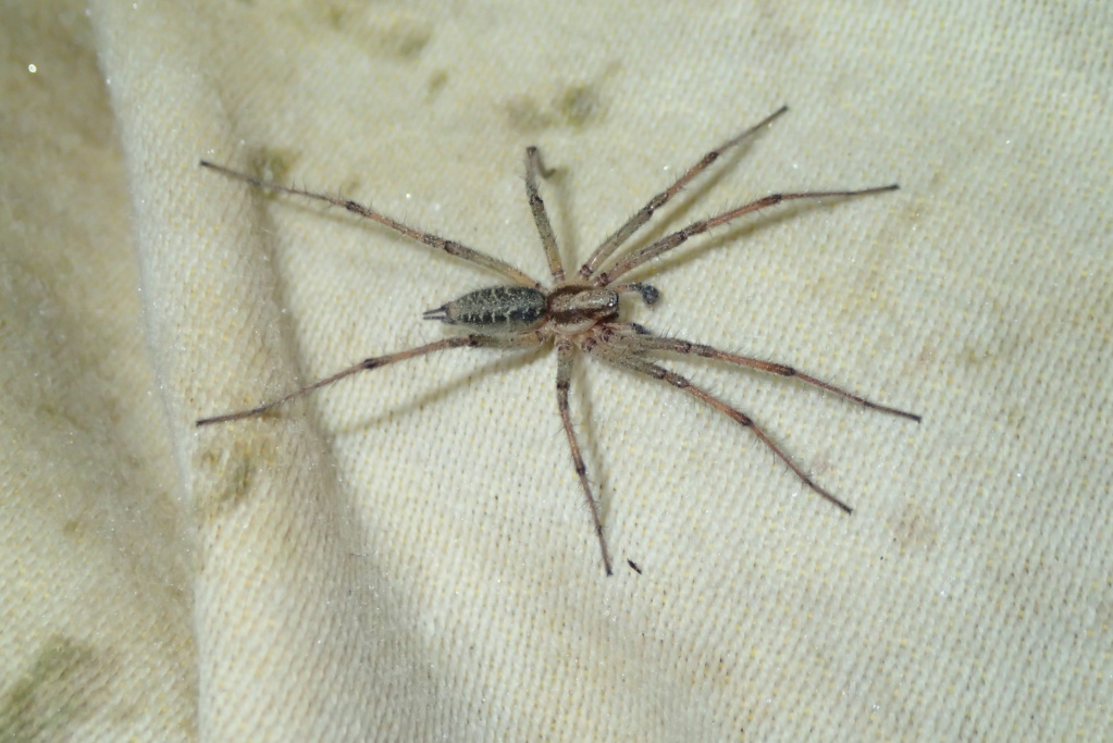 [Agenela labyrinthica, Cheiracanthium sp] Araneae sarthoise du 10 juin 2021 P7112310