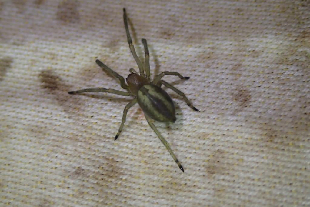 [Agenela labyrinthica, Cheiracanthium sp] Araneae sarthoise du 10 juin 2021 P7112311