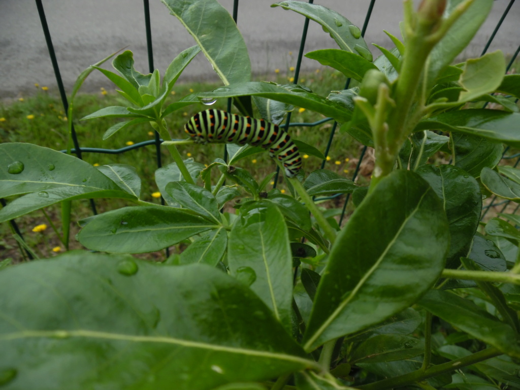 [Chenille de Papilio Machaon sur Oranger du Mexique] Nouvelle plante hote... Sam_6510