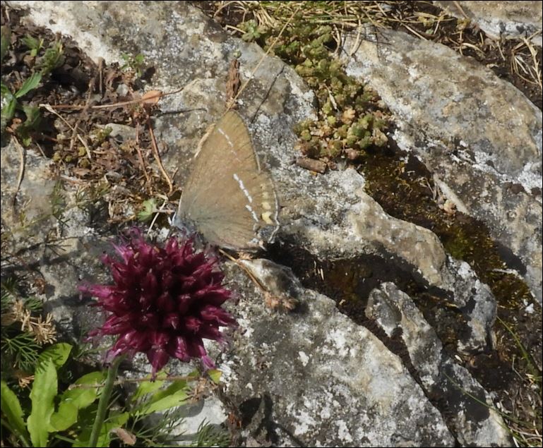 [Phengaris arion & Satyrium spini]Lycanidae d'Ariège: Satyri13