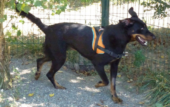 ALESIA, jeune beauceronne née en juin 2015 Alesia10