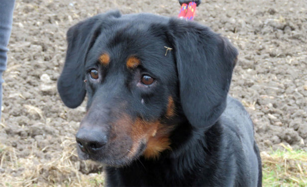 REX, type Beauceron né en 2006 Rex110