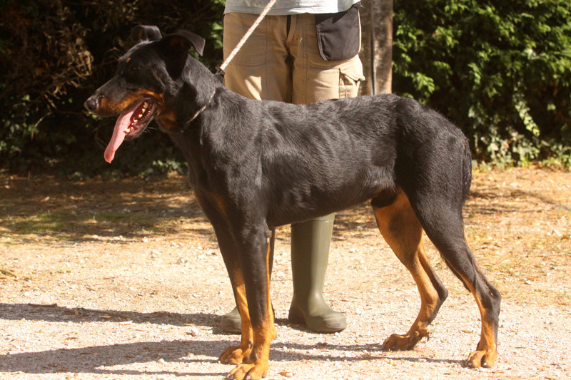 563, type Beauceron âgé de 5 ans Sans_n10