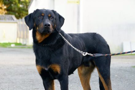 TYSON, beauceron né en 2015 Tyson110