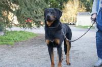 TYSON, beauceron né en 2015 Tyson410