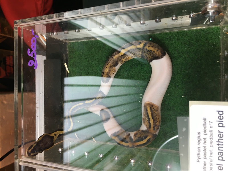 Reptile Day Arras 6 novembre  Img_0410