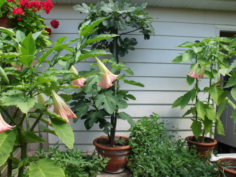 Brugmansia Brugfi10