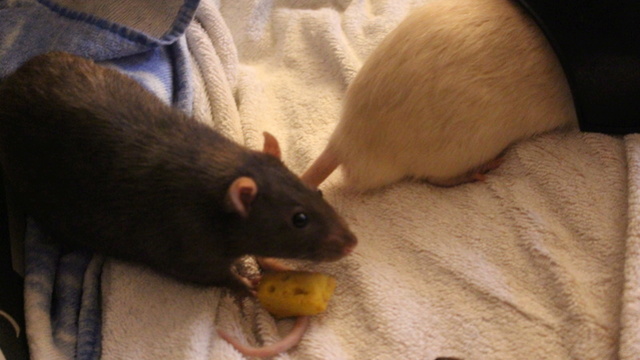 Quick et Flupke, rats mâles, nés en 2015 Img_1213