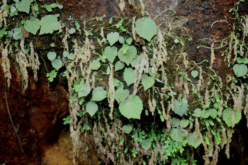 Begonia sinuata B_sinu10