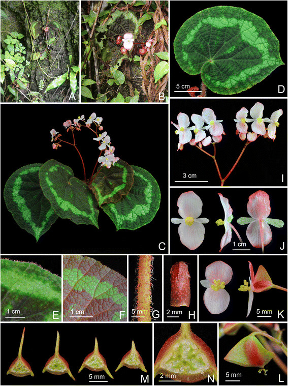 Begonia circularis Begoni55