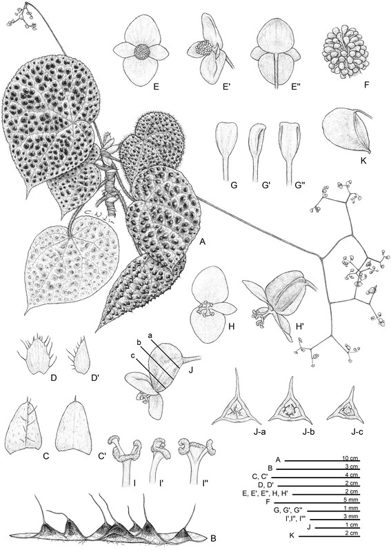 Begonia melanobullata Begoni57