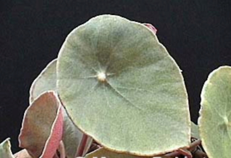 Begonia santos-limae Begoni66