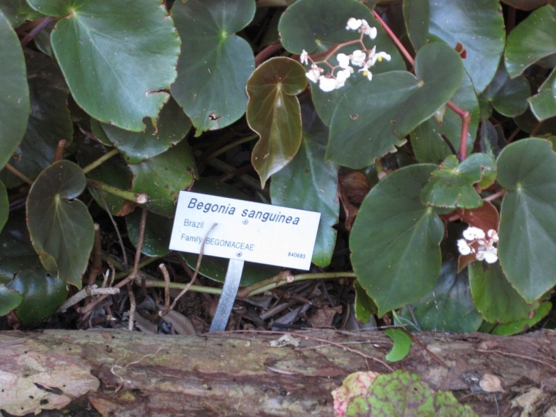 Begonias retombants Begoni69