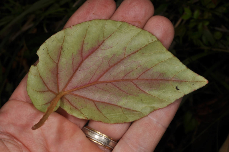 Begonia neopurpurea Begoni80