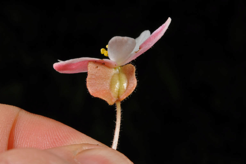 Begonia neopurpurea Begoni82