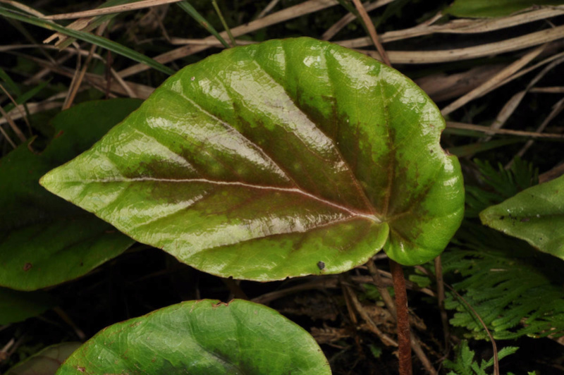 Begonia neopurpurea Begoni84