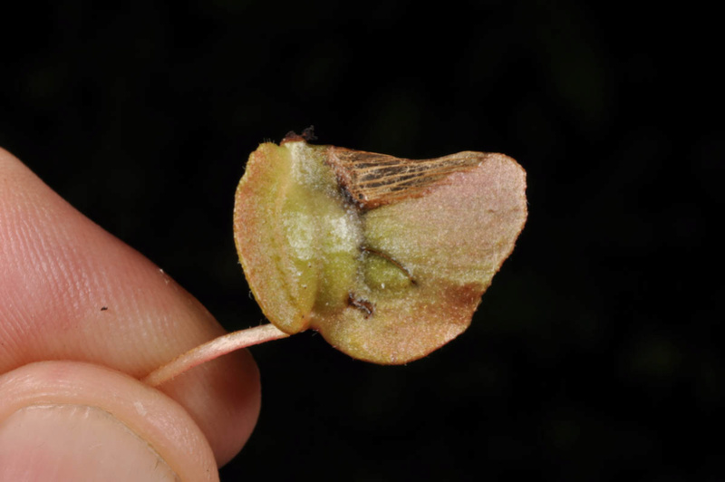 Begonia neopurpurea Begoni88