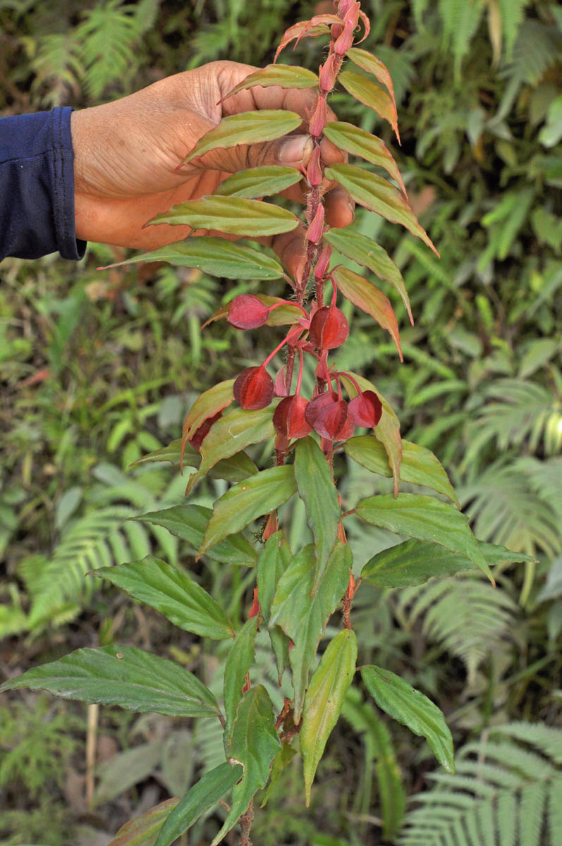 Begonia neopurpurea Begoni93
