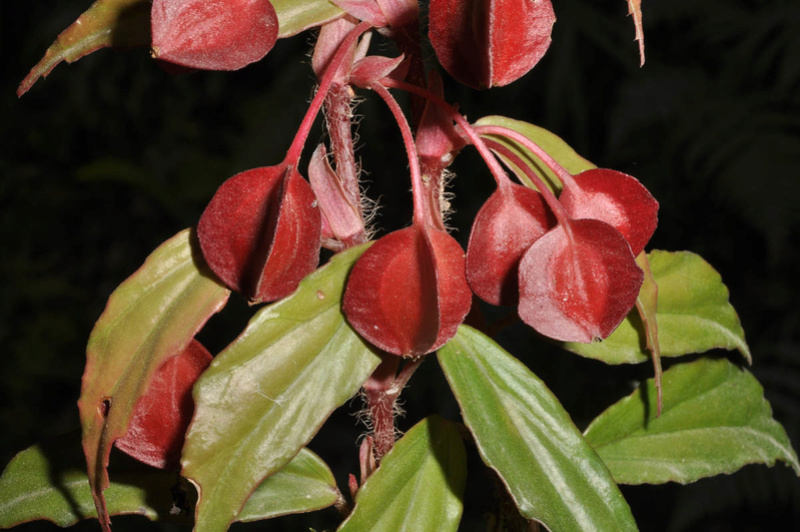 Begonia neopurpurea Begoni94