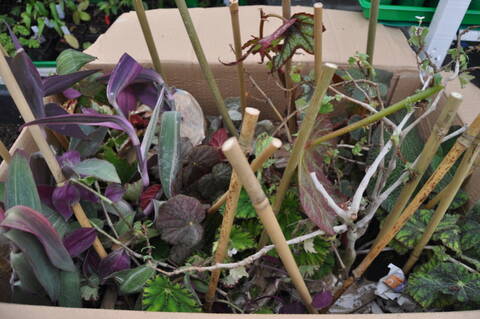 Vivaio Un Quadrato Di Giardino