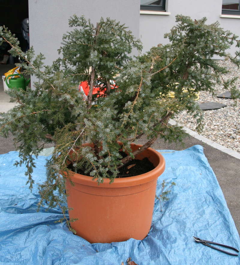 Juniperus squamata since 2010 1mars_10