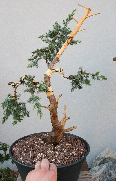 Juniperus squamata since 2010 4mars_10