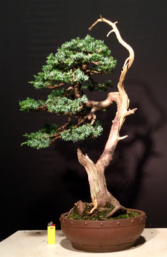 Juniperus squamata since 2010 Image29