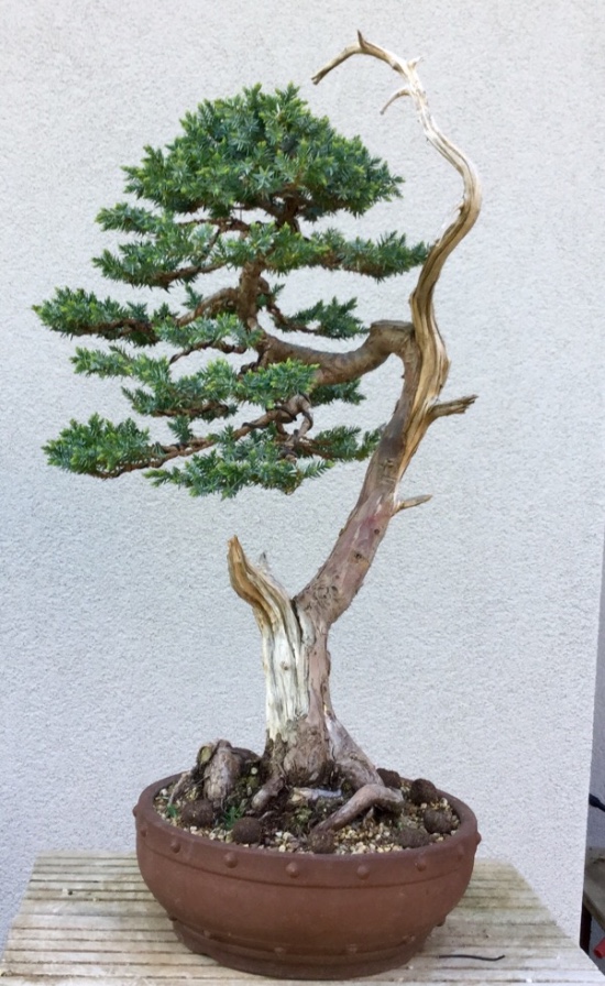 Juniperus squamata since 2010 Img_4310