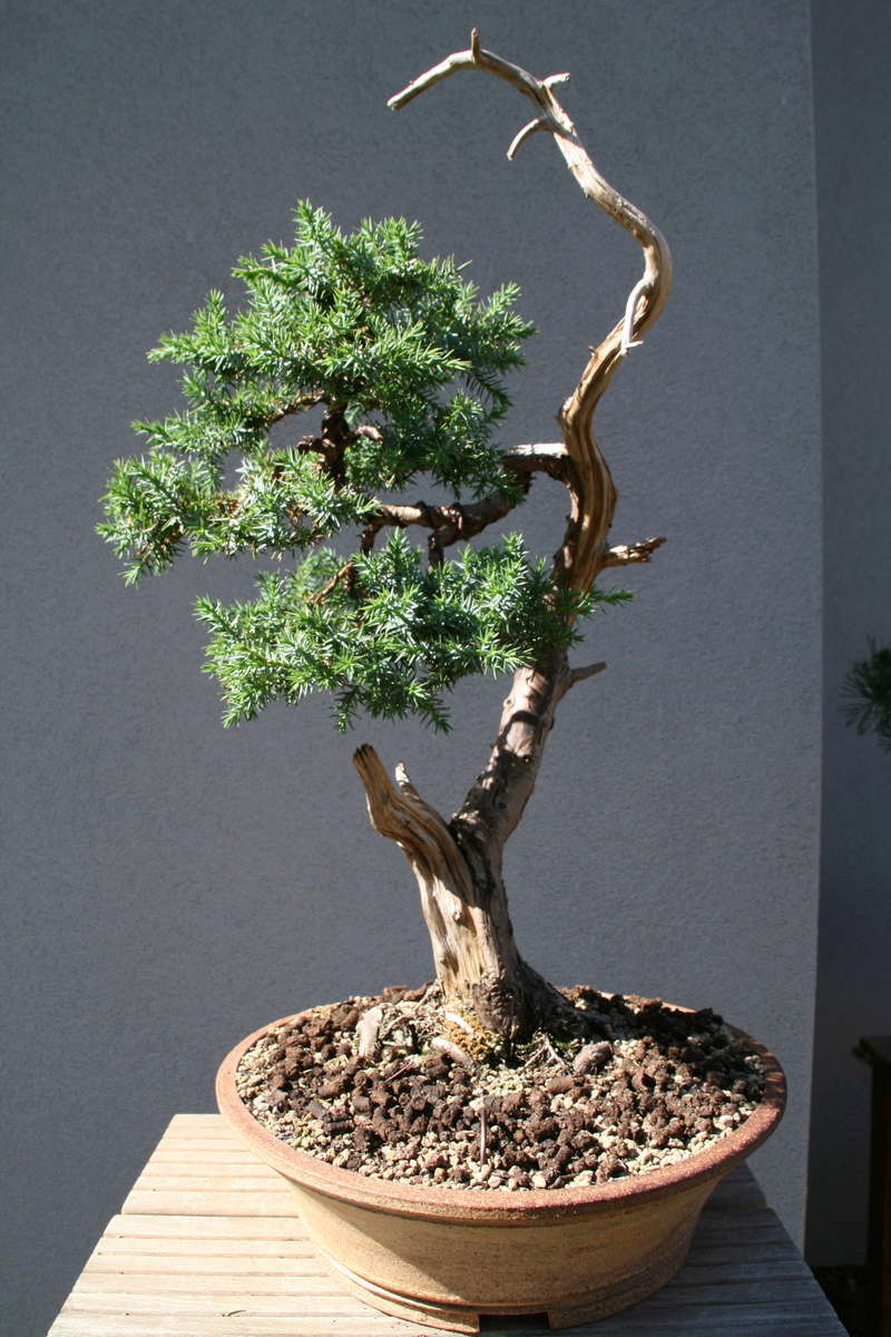 Juniperus squamata since 2010 Septem10