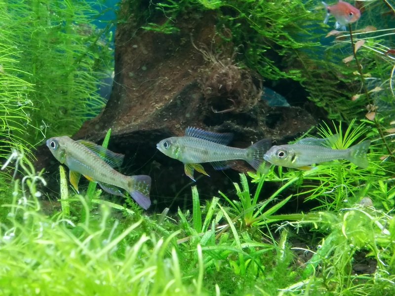 Je vais vous présenter mon aquarium de 96 l. 20161111