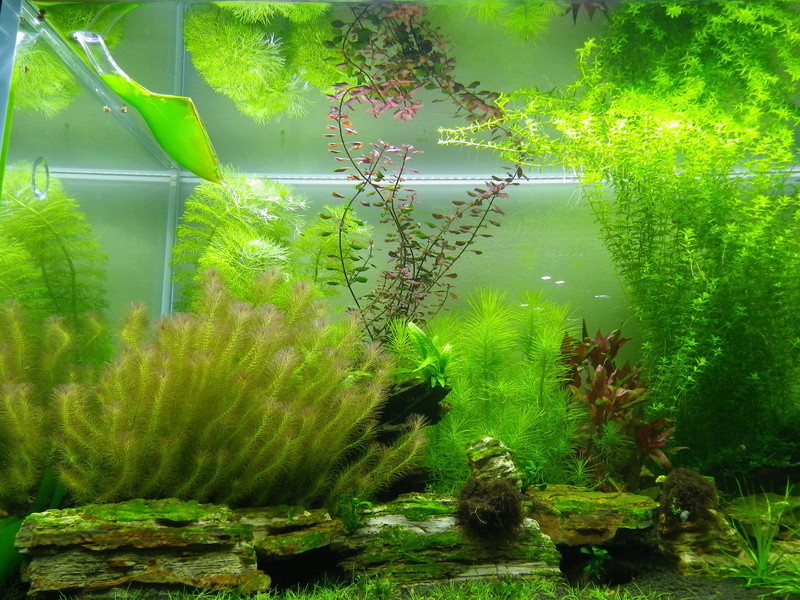 Mon nouveau projet : aquarium de 300 l.  Imgp0143