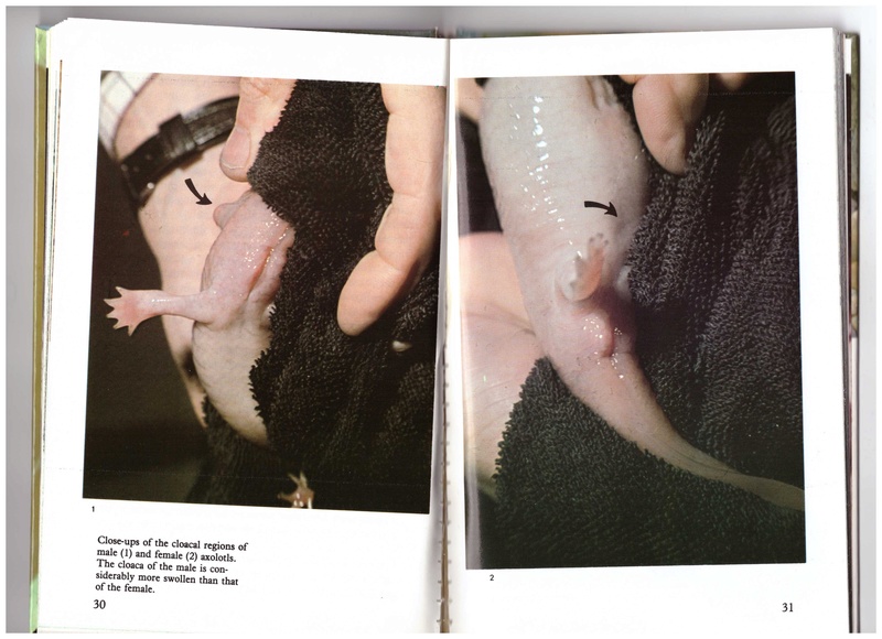 Axolotl malade Num_2012