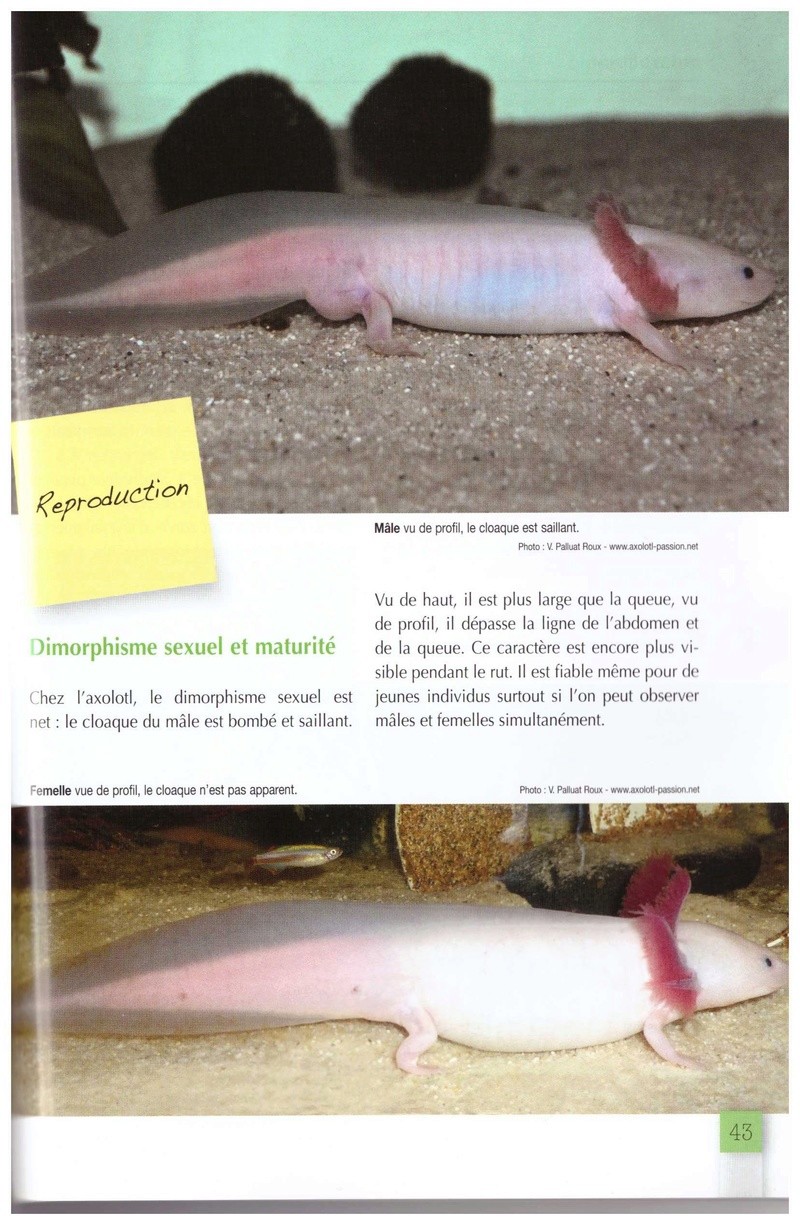 Axolotl. Num_2014