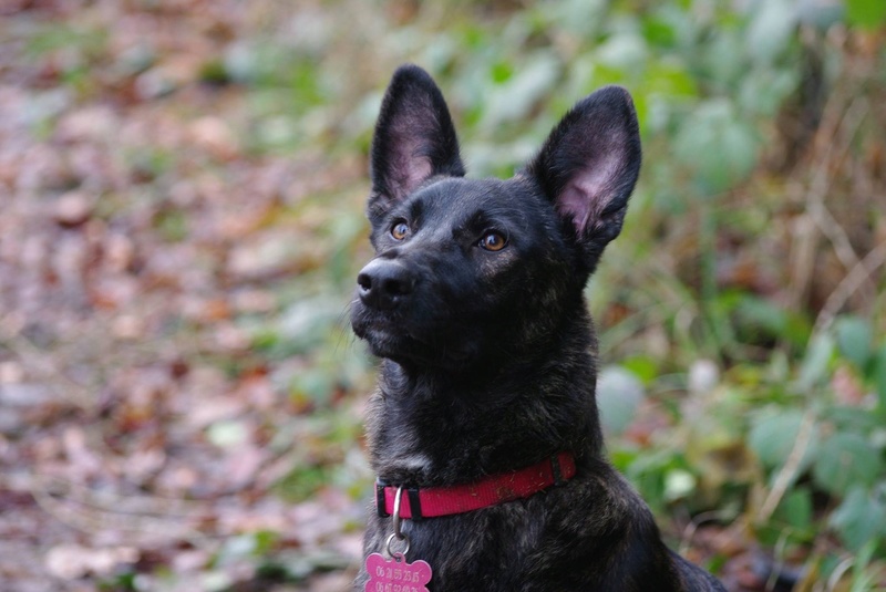 COOKIE - chiot femelle, née mars/avril 2016, taille moyenne - (CARMINA BUCAREST) - Adoptée par Sarah et Kévin (dpt57) - Page 3 Img_5331